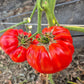 Gigante Farina DER TOMATENFLÜSTERER