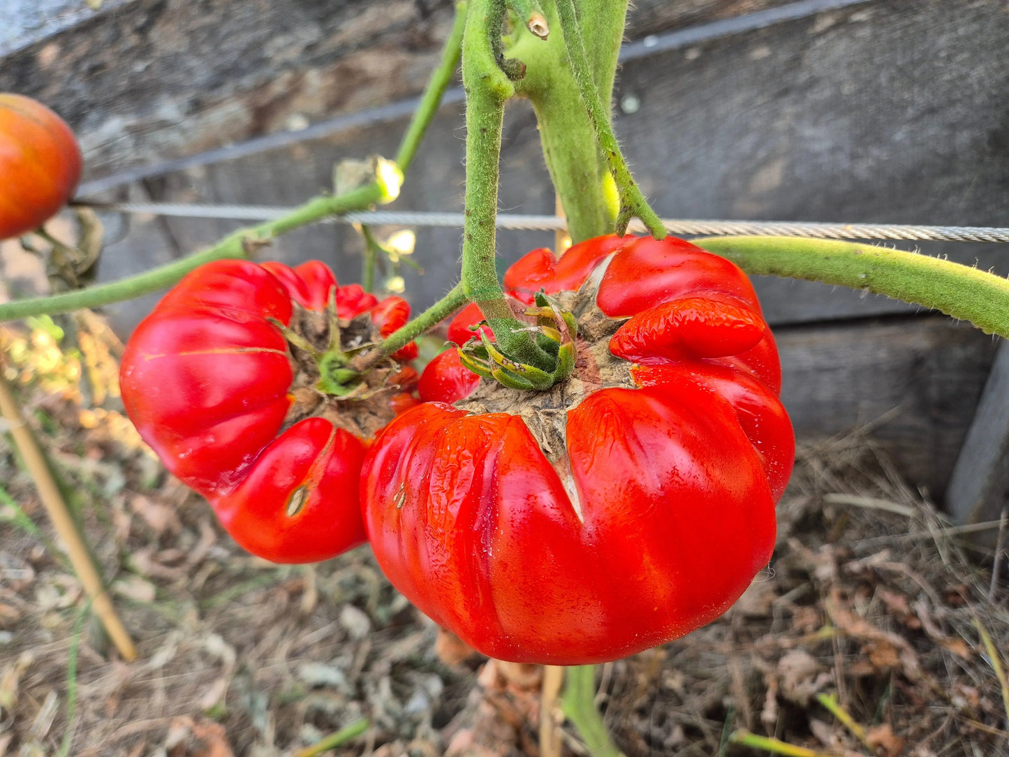 Gigante Farina DER TOMATENFLÜSTERER