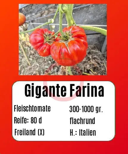 Gigante Farina DER TOMATENFLÜSTERER