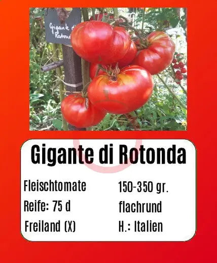 Gigante di Rotonda DER TOMATENFLÜSTERER