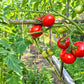 Gil´s All Purpose DER TOMATENFLÜSTERER