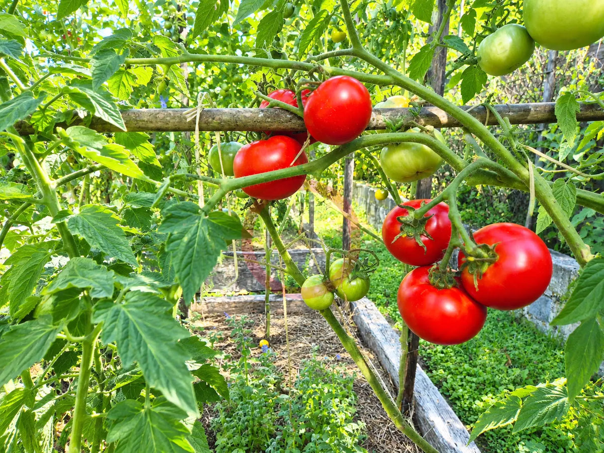 Gil´s All Purpose DER TOMATENFLÜSTERER