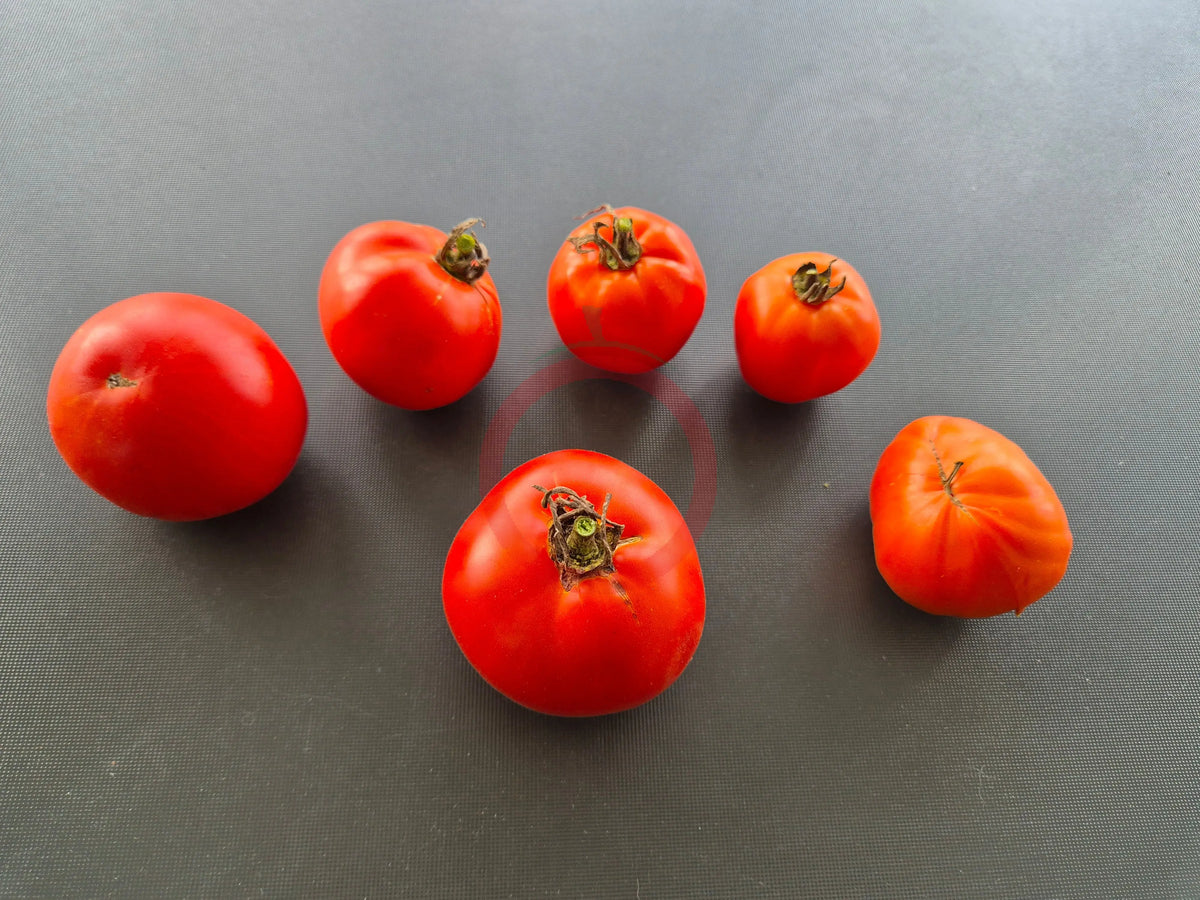 Gil´s All Purpose DER TOMATENFLÜSTERER