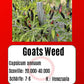 Goats Weed DER TOMATENFLÜSTERER