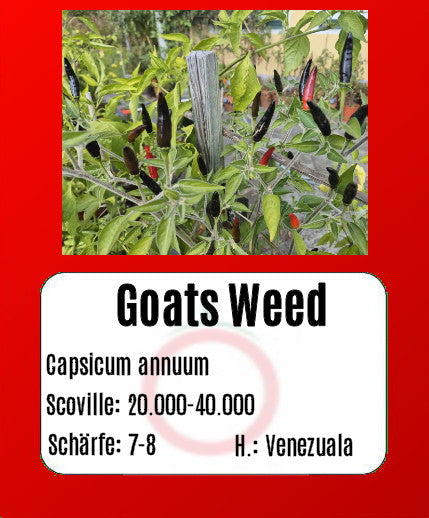 Goats Weed DER TOMATENFLÜSTERER