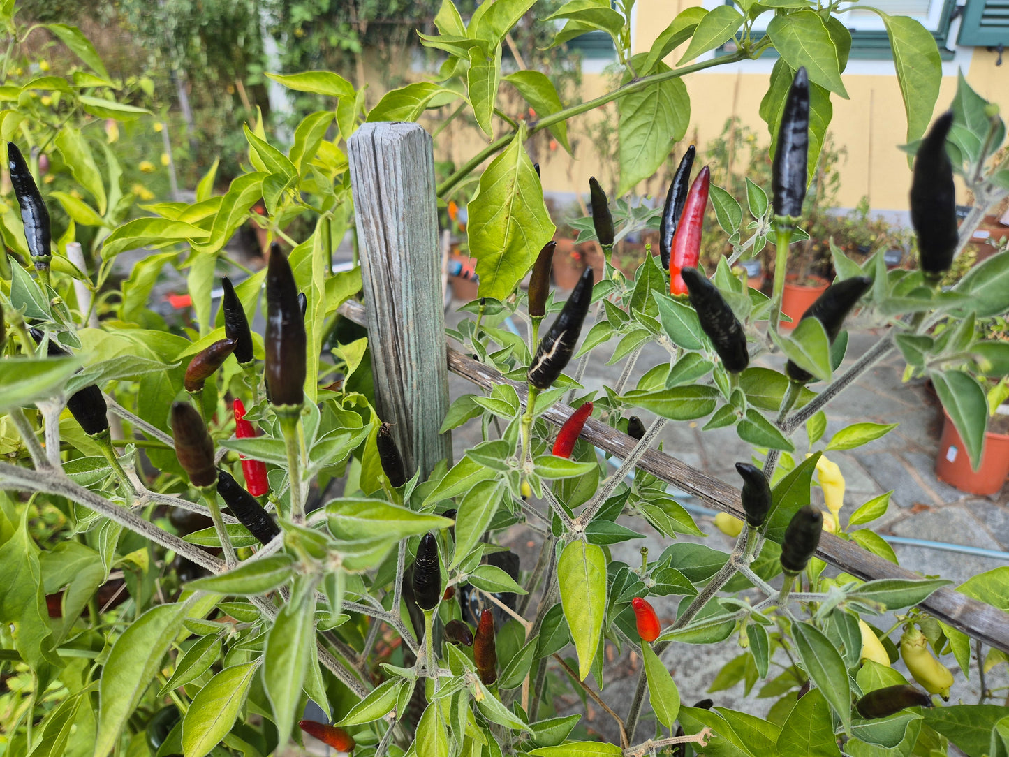 Goats Weed DER TOMATENFLÜSTERER
