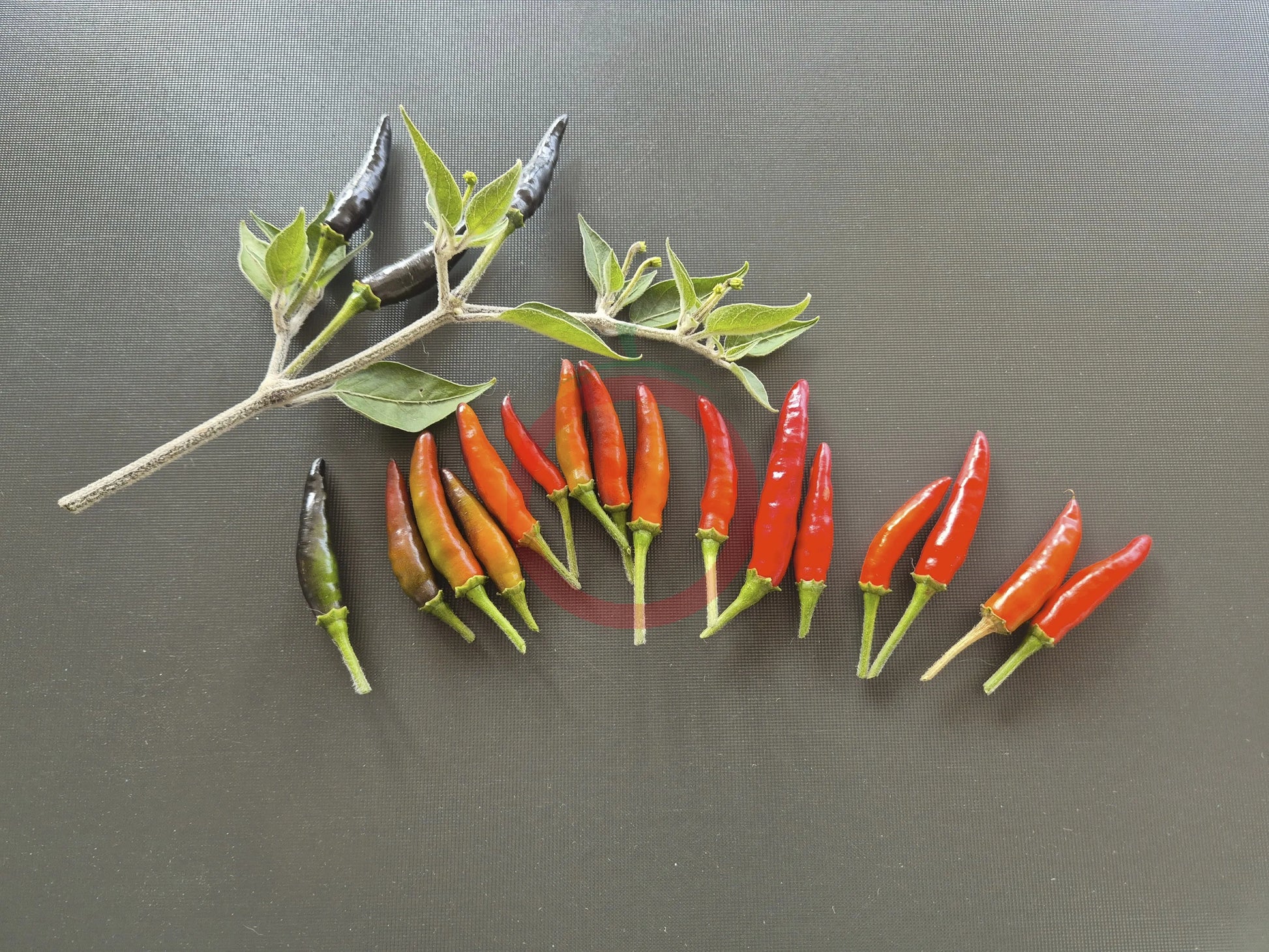 Goats Weed DER TOMATENFLÜSTERER