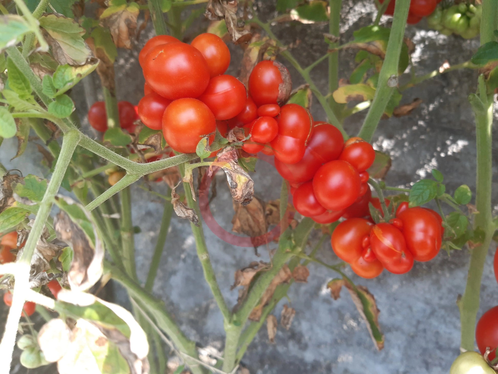 Godzilla DER TOMATENFLÜSTERER