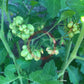 Godzilla DER TOMATENFLÜSTERER