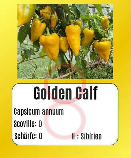 Golden Calf DER TOMATENFLÜSTERER