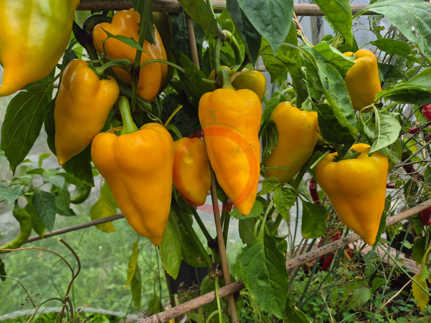 Golden Calf DER TOMATENFLÜSTERER