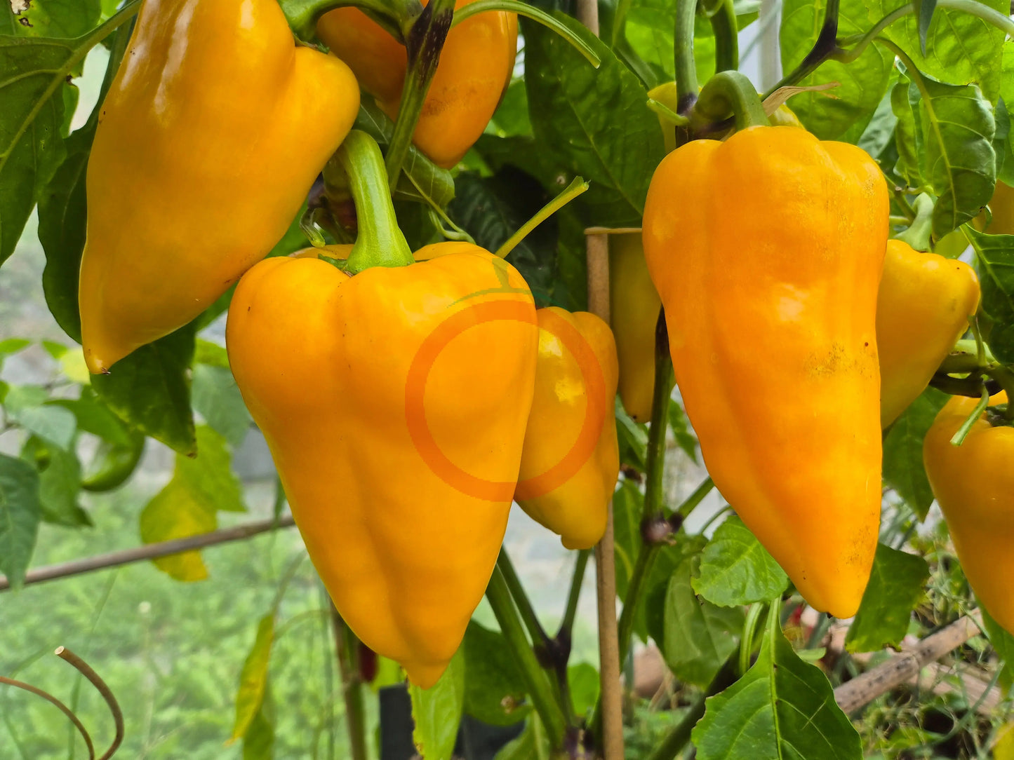 Golden Calf DER TOMATENFLÜSTERER