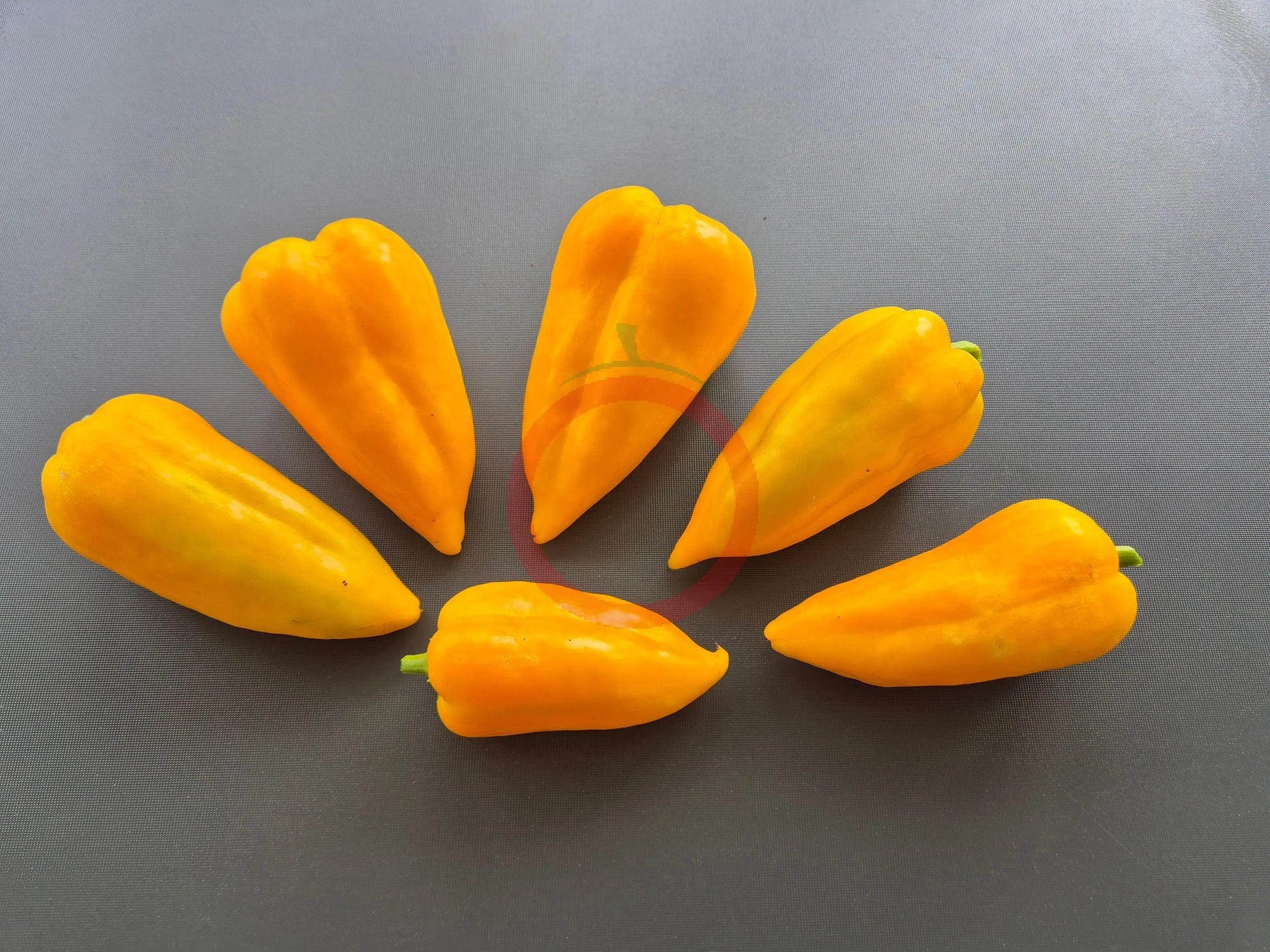 Golden Calf DER TOMATENFLÜSTERER