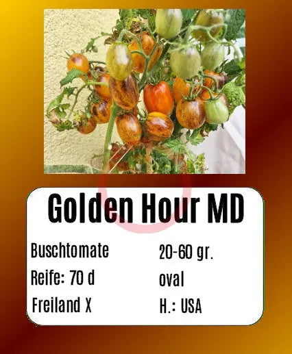 Golden Hour MD DER TOMATENFLÜSTERER