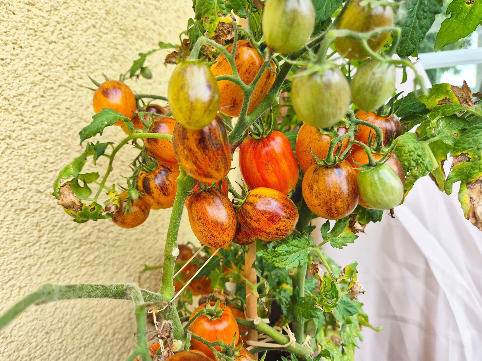 Golden Hour MD DER TOMATENFLÜSTERER