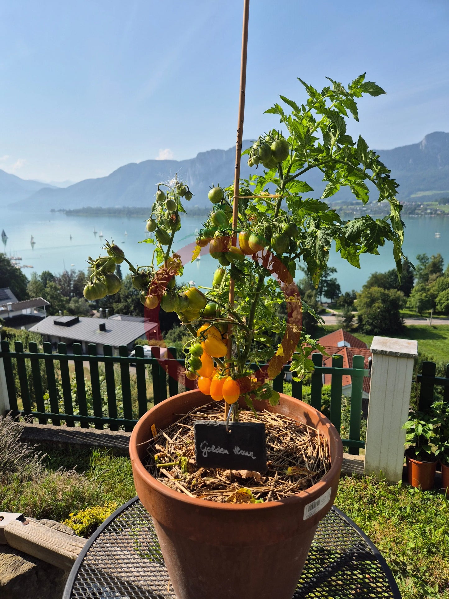 Golden Hour MD DER TOMATENFLÜSTERER