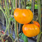 Golden Pineapple DER TOMATENFLÜSTERER