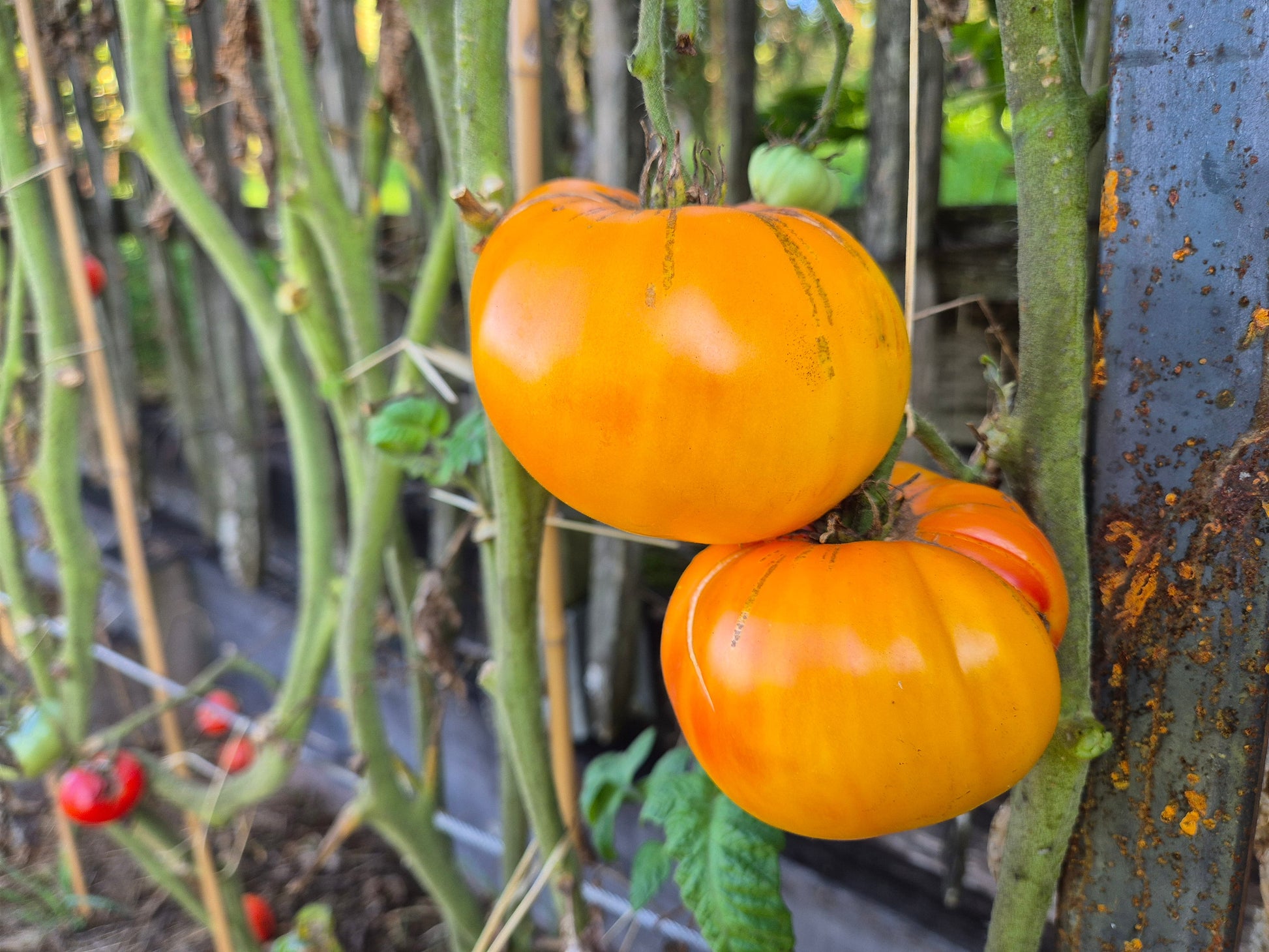 Golden Pineapple DER TOMATENFLÜSTERER