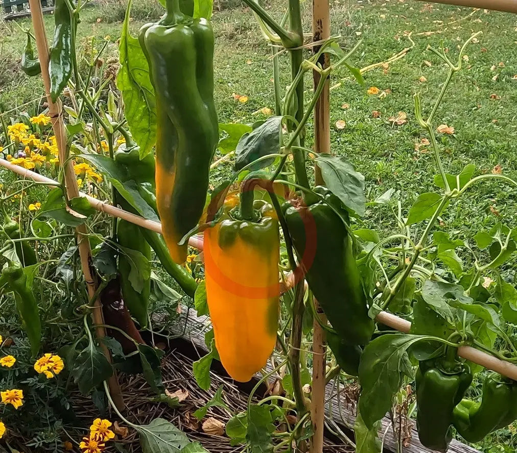 Golden Treasure DER TOMATENFLÜSTERER