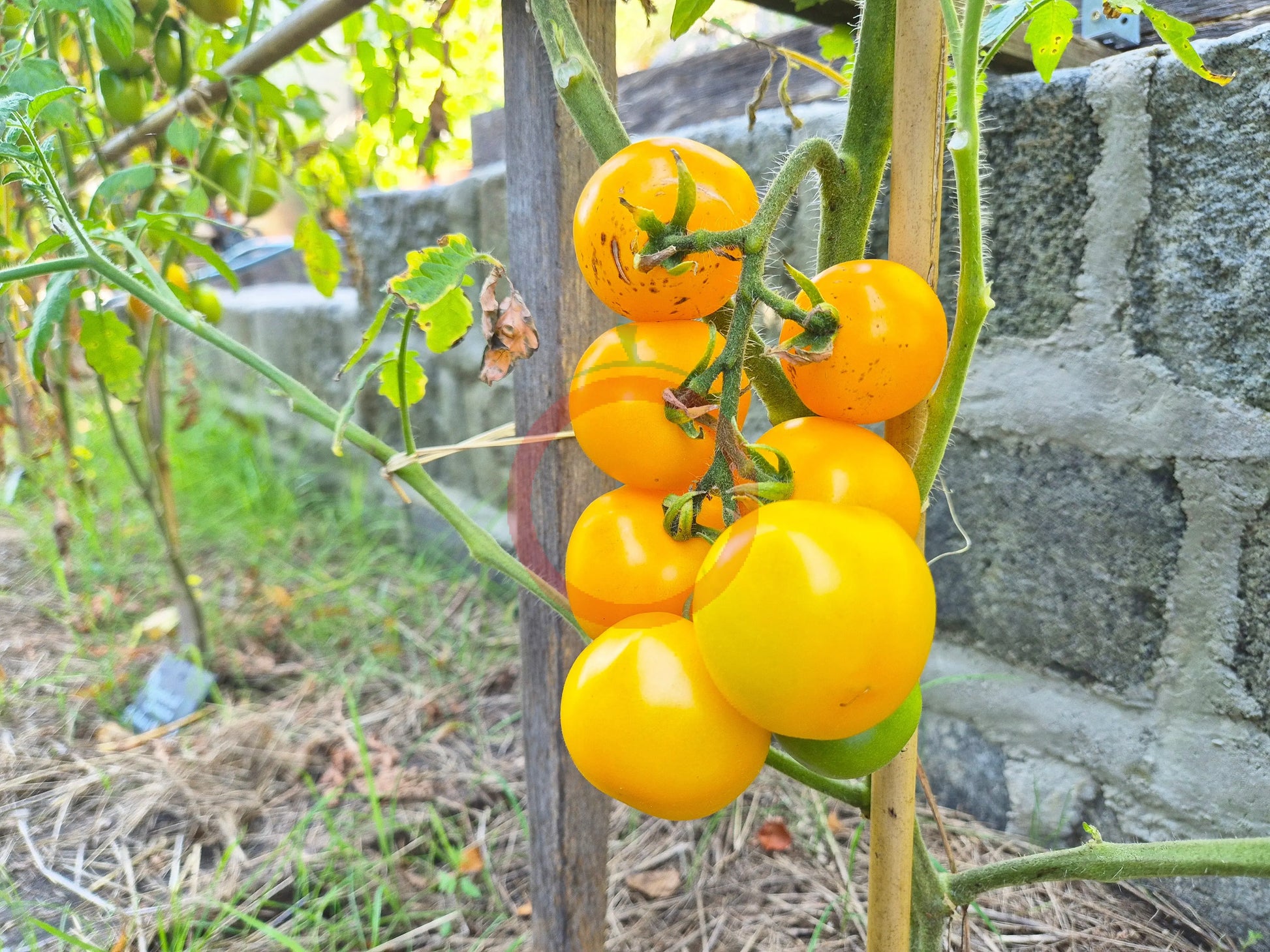 Goldene Königin DER TOMATENFLÜSTERER