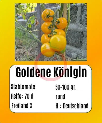 Goldene Königin DER TOMATENFLÜSTERER