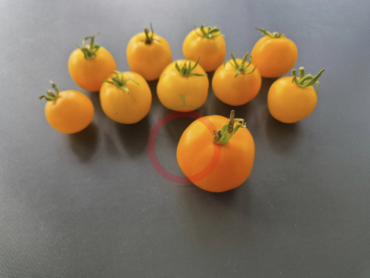 Goldene Königin DER TOMATENFLÜSTERER