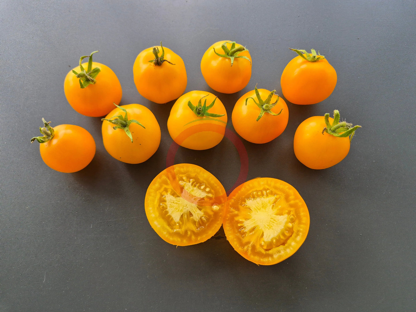 Goldene Königin DER TOMATENFLÜSTERER