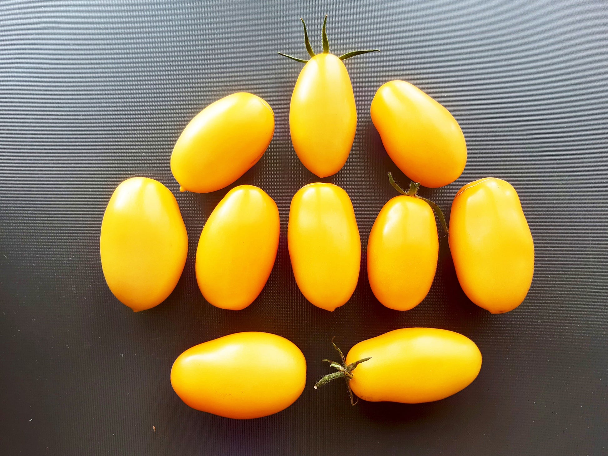 Goldhahn DER TOMATENFLÜSTERER