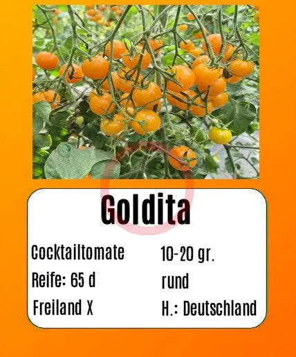 Goldita DER TOMATENFLÜSTERER