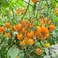 Goldita DER TOMATENFLÜSTERER
