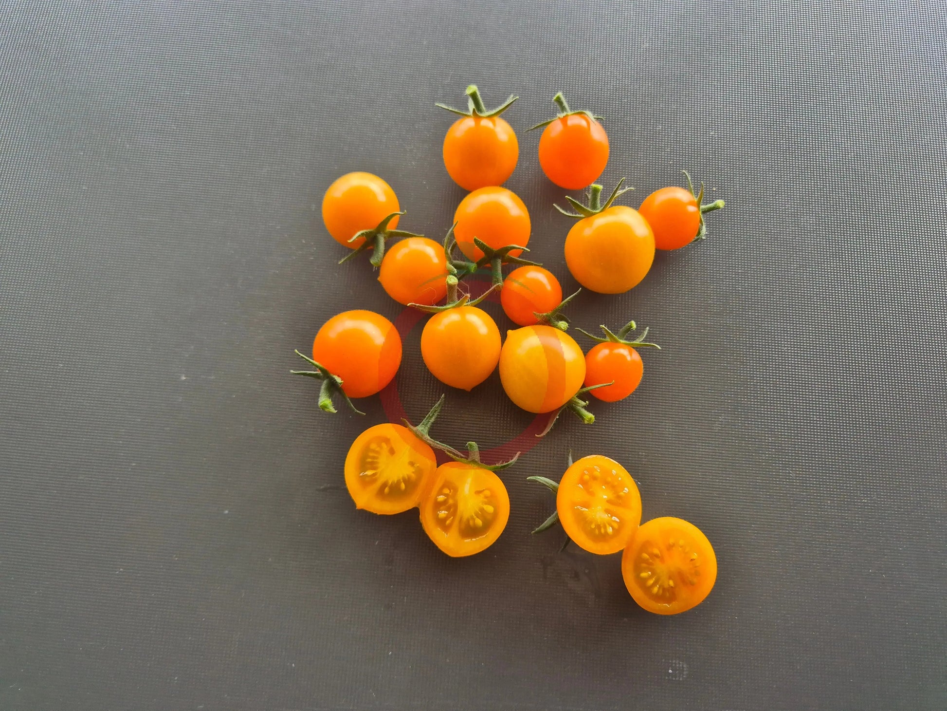 Goldita DER TOMATENFLÜSTERER