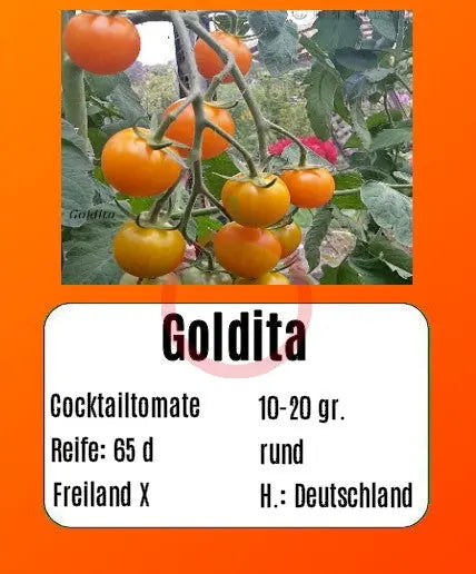 Goldita DER TOMATENFLÜSTERER