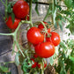 Gordo di Torrelaguna DER TOMATENFLÜSTERER