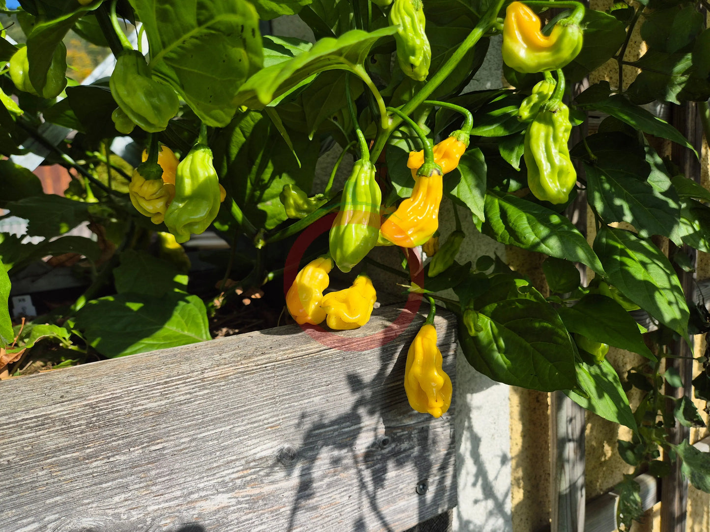 Goronong DER TOMATENFLÜSTERER