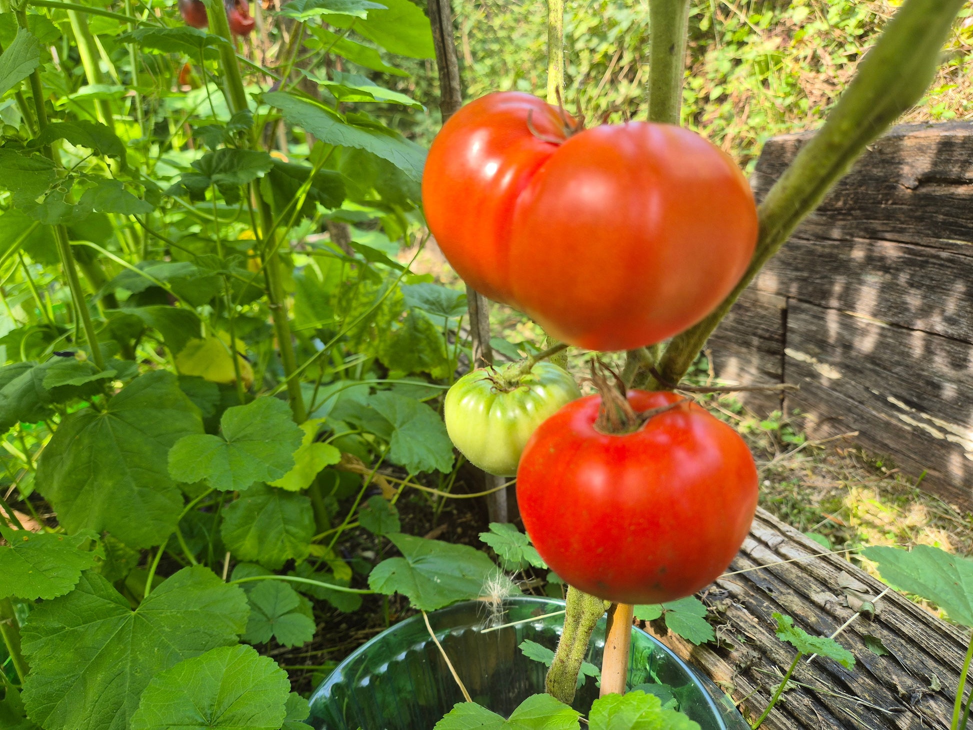Governor Lazarus DER TOMATENFLÜSTERER