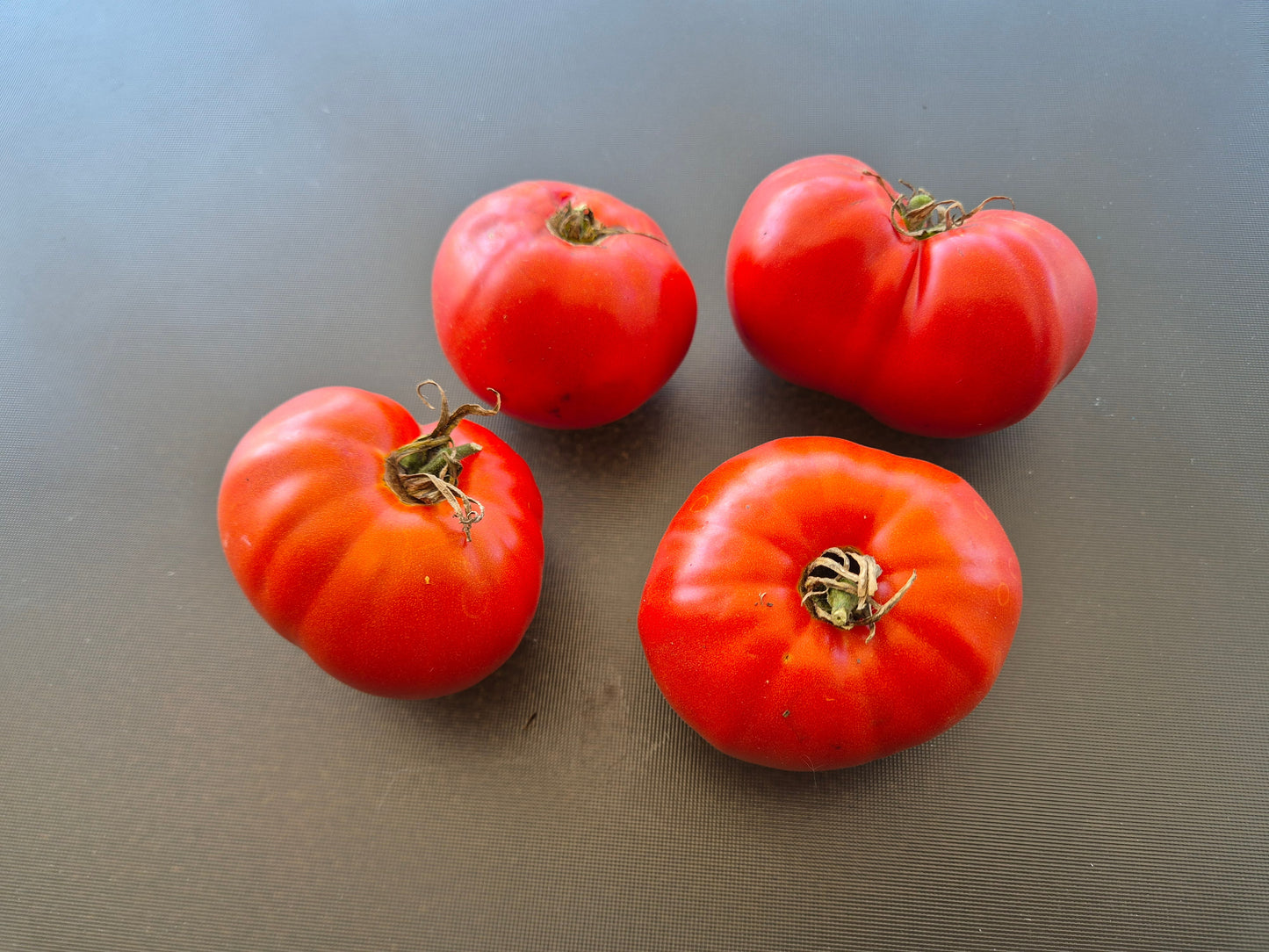 Governor Lazarus DER TOMATENFLÜSTERER