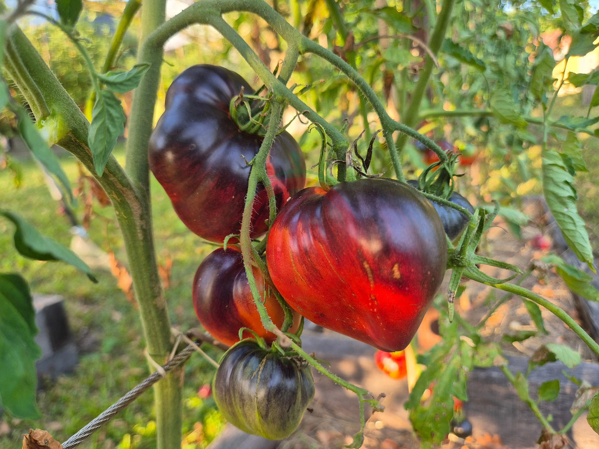 Grafton Ghost DER TOMATENFLÜSTERER