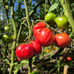 Grandfather Ashlock DER TOMATENFLÜSTERER