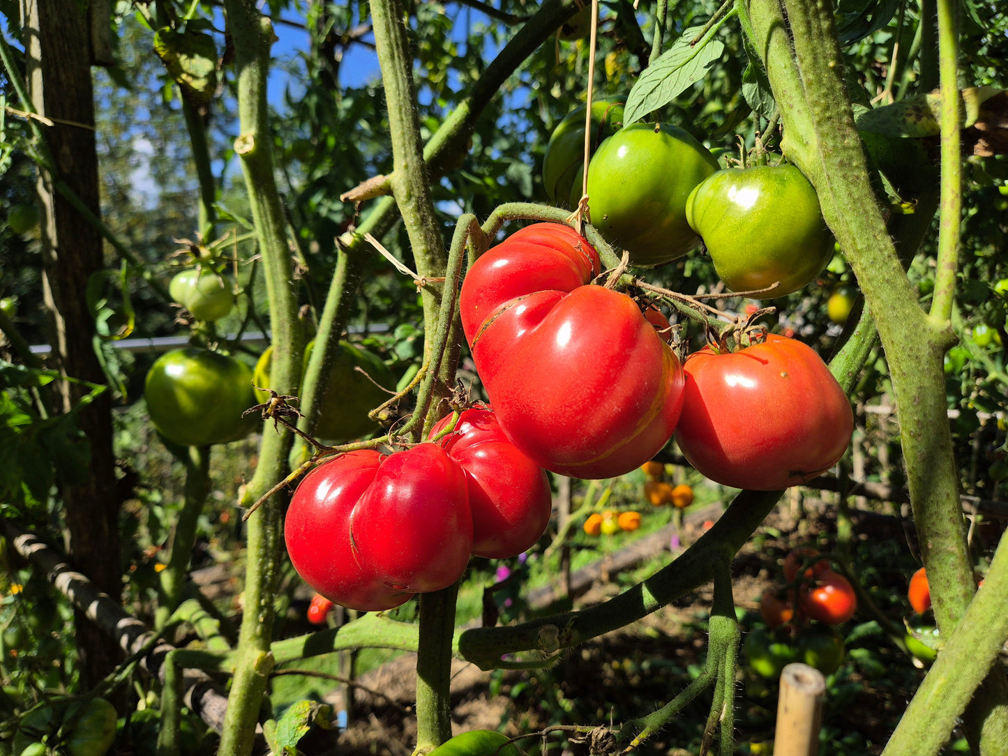 Grandfather Ashlock DER TOMATENFLÜSTERER