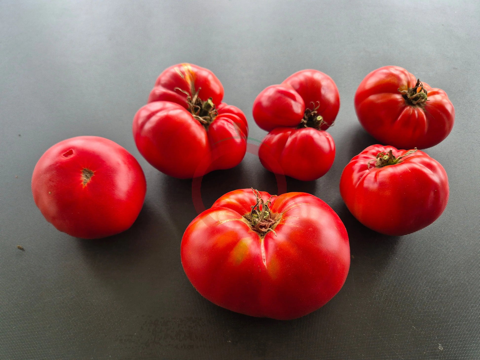 Grandfather Ashlock DER TOMATENFLÜSTERER