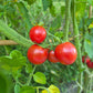 Grappler´s Quest DER TOMATENFLÜSTERER