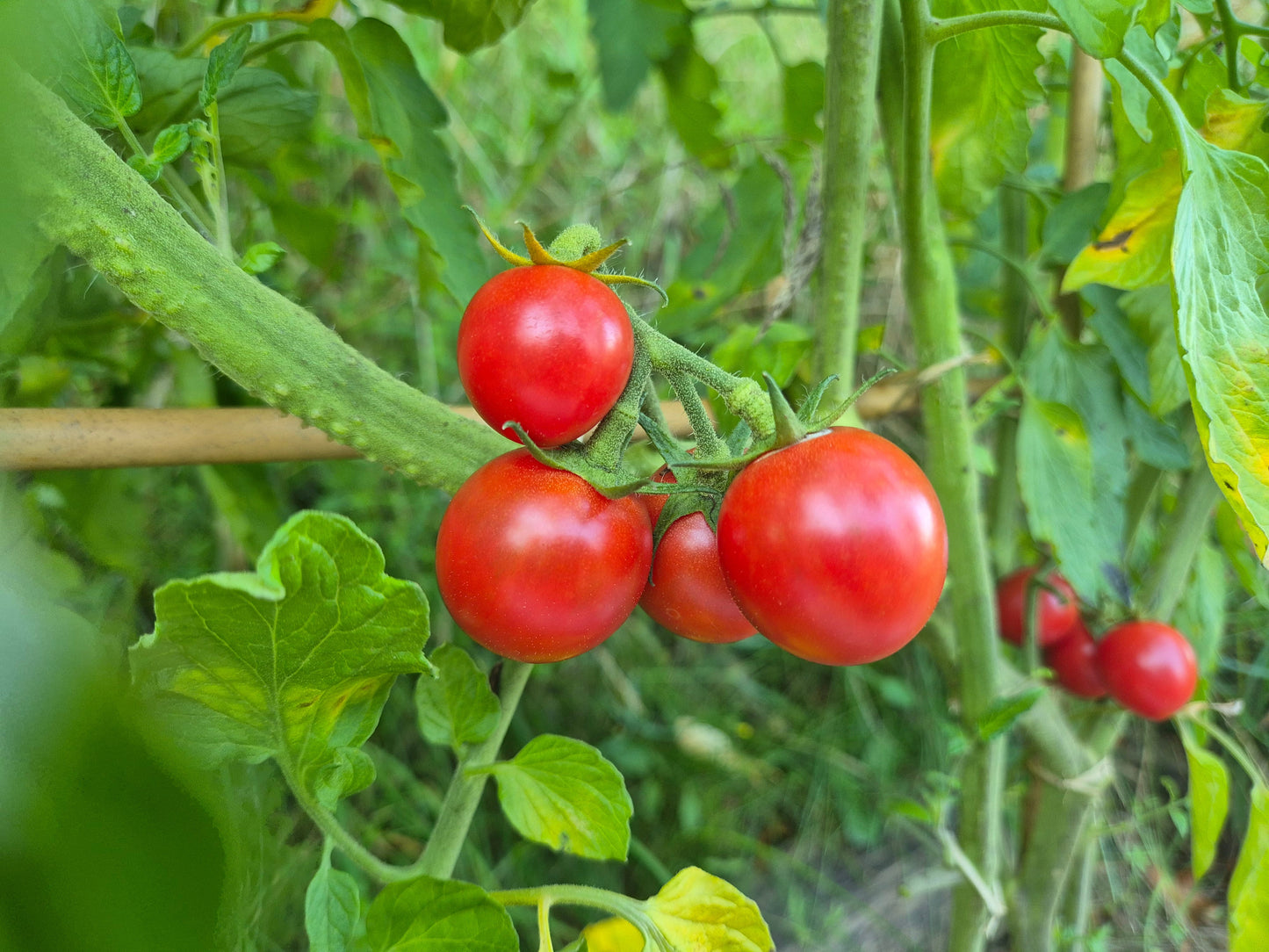 Grappler´s Quest DER TOMATENFLÜSTERER
