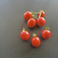Grappler´s Quest DER TOMATENFLÜSTERER