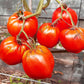 Grbalska Paradejs DER TOMATENFLÜSTERER