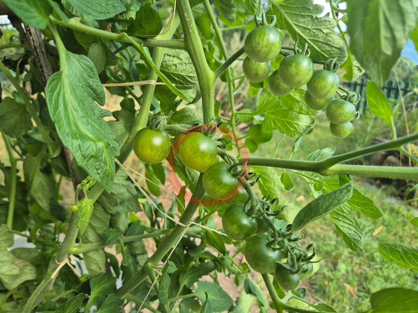 Green Doctors Frosted DER TOMATENFLÜSTERER