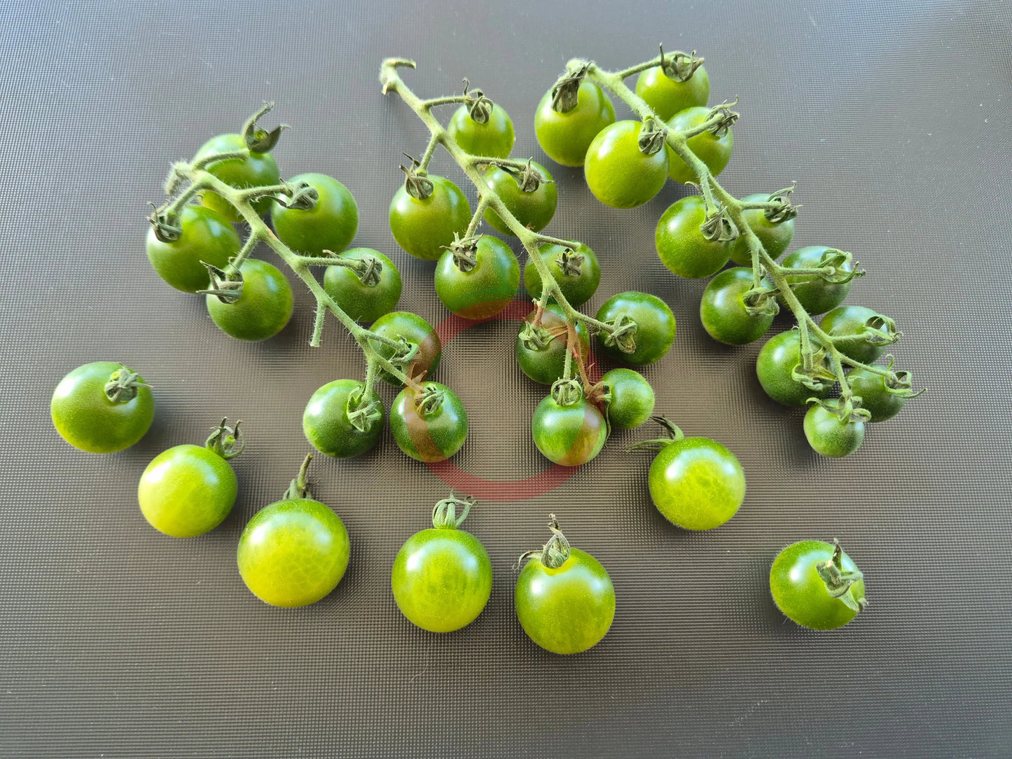 Green Doctors Frosted DER TOMATENFLÜSTERER