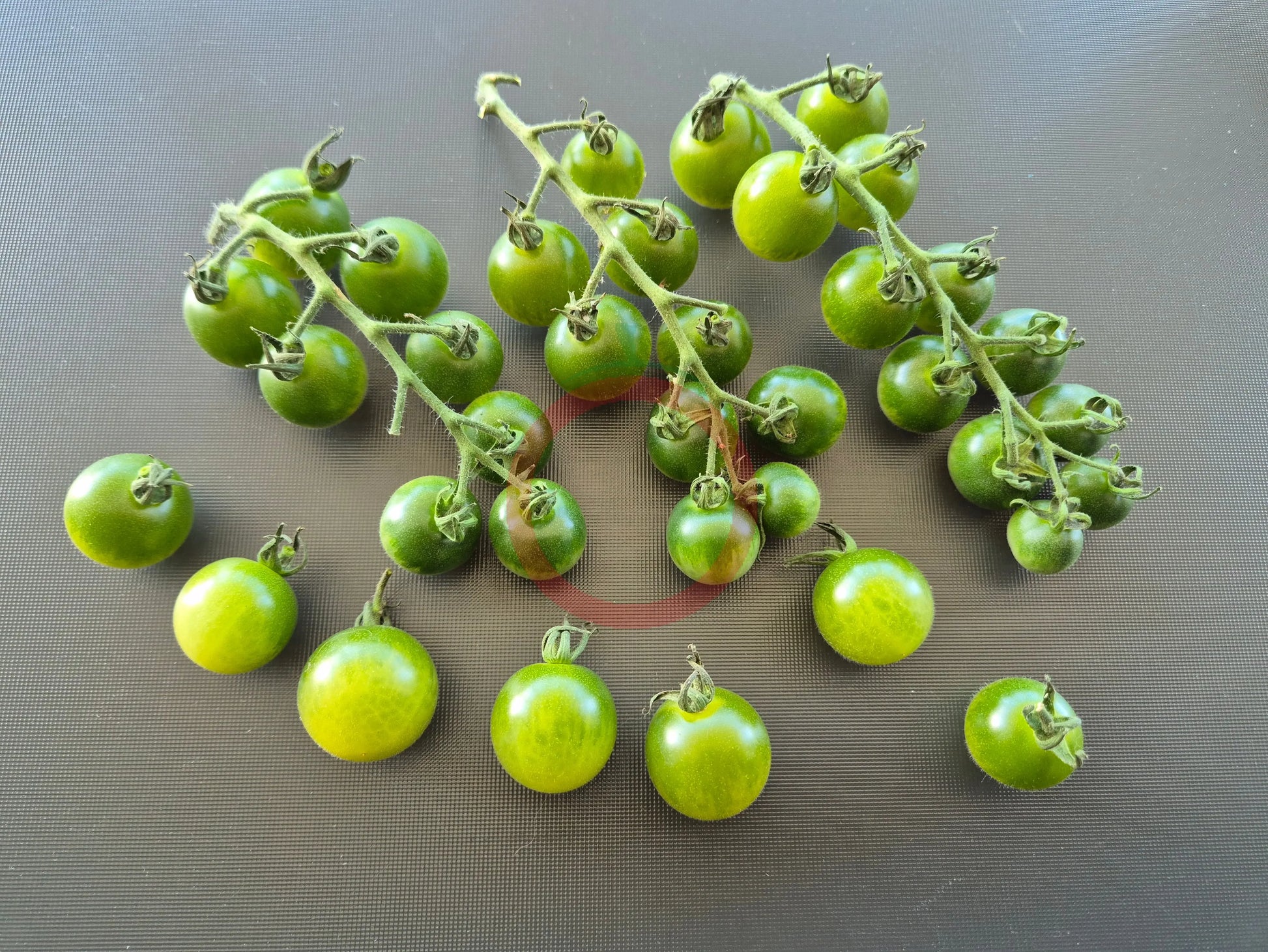 Green Doctors Frosted DER TOMATENFLÜSTERER