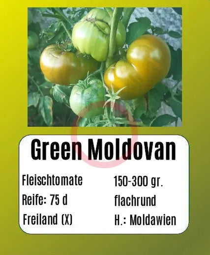 Green Moldovan DER TOMATENFLÜSTERER