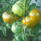 Green Moldovan DER TOMATENFLÜSTERER