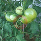 Green Moldovan DER TOMATENFLÜSTERER